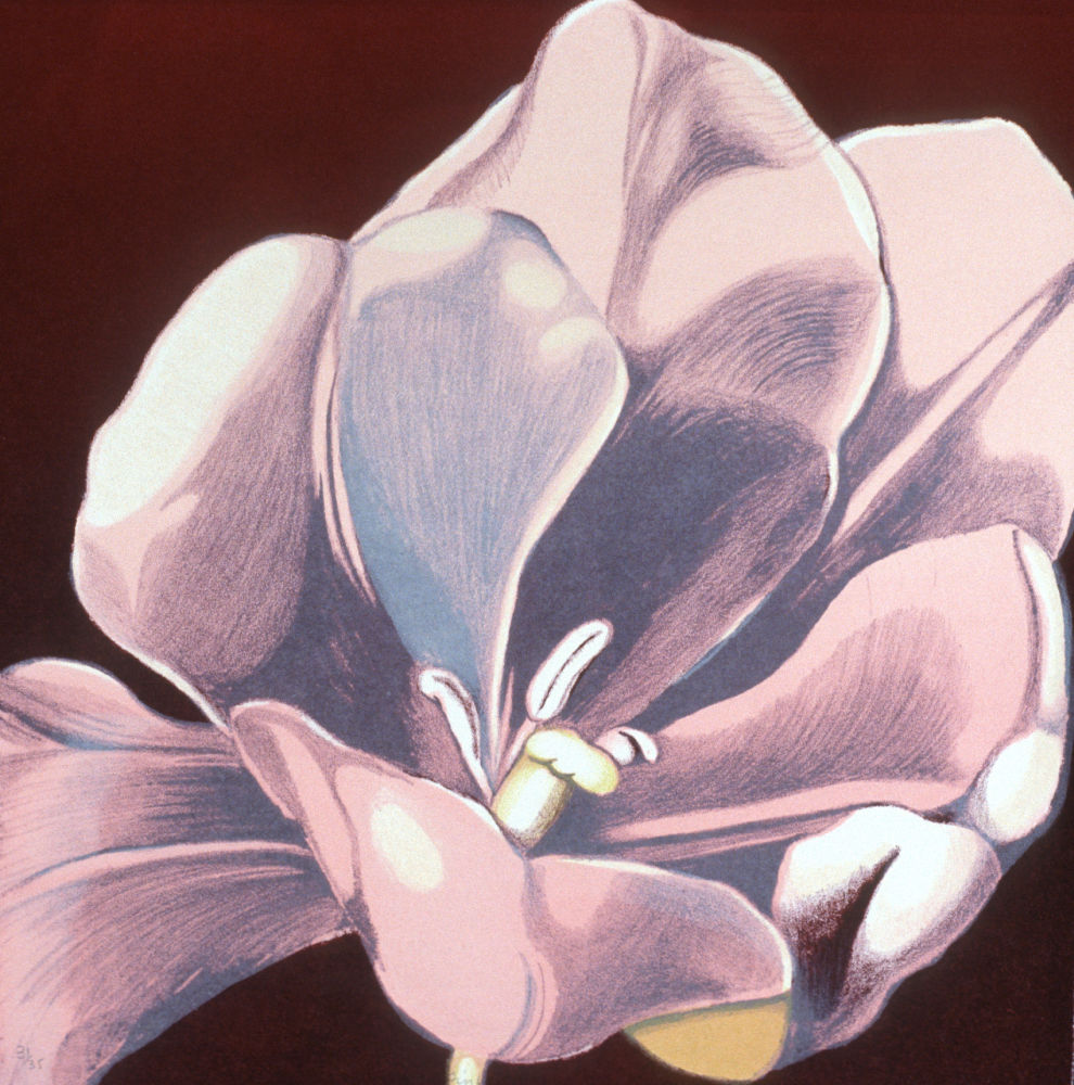 Pink, Pink Flower